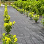 Hortenzia metlinatá (Hydrangea paniculata) ´LITTLE SPOOKY®´ - výška 30-40 cm, kont. C1,5L